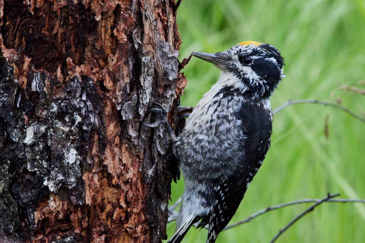 Species Spotlight: Three-toed Woodpecker 

This small woodpecker can be found in the boreal forests of Katmai. They specialize in eating bark beetle, specifically the Spruce bark beetle, a pest that is abundant in the forest surrounding Brooks Camp. 

Photo courtesy of M. Freels