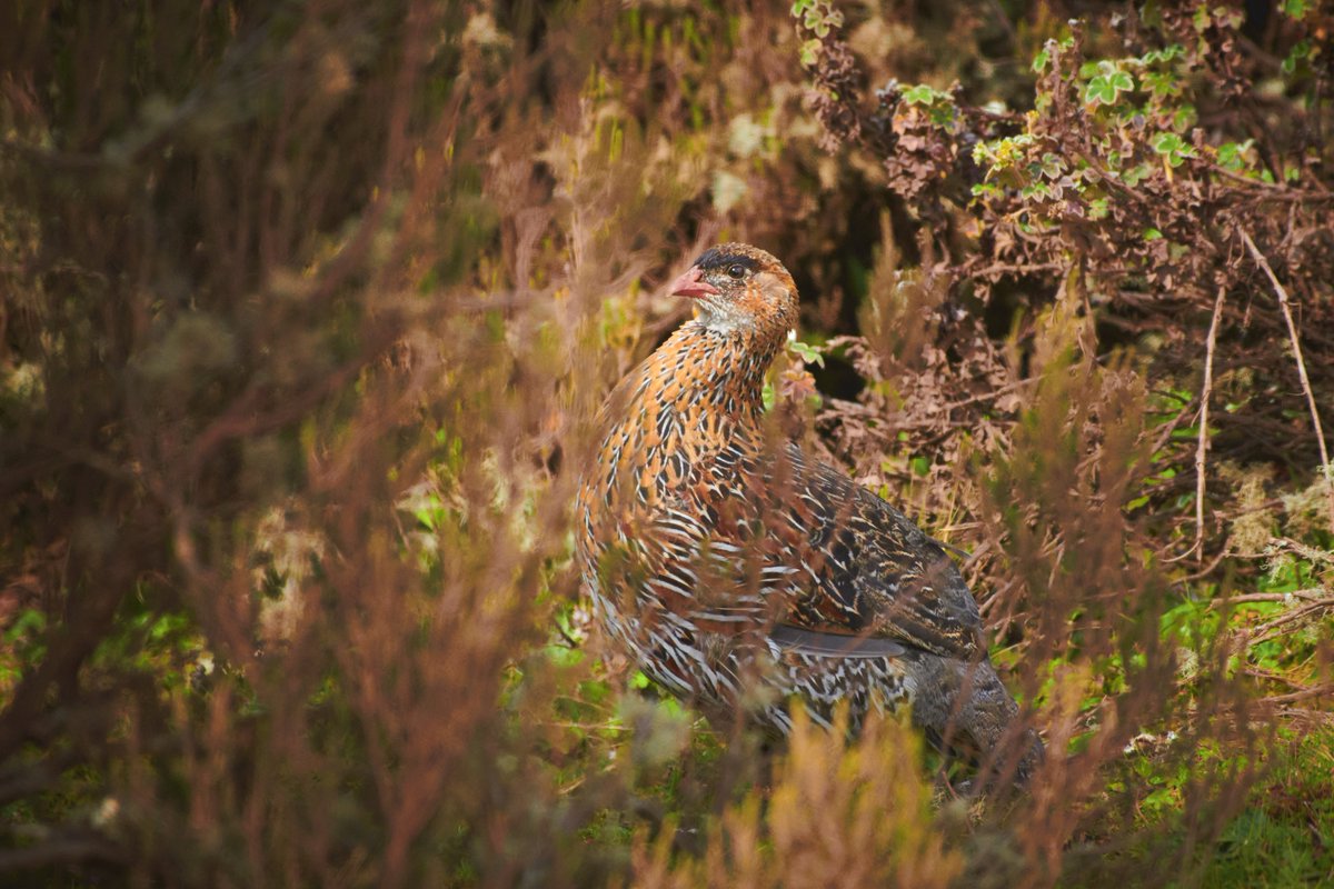 bownaankamal's tweet photo. Birds of Ethiopia
1) Chestnut naped Francolin | Bale Mountain
2) Hooded vulture | Debree libanos
3) Silvery-cheeked hornbill | Lake Awasa
#ethiopianwildlife #eastafricanbirds #birdphotos #africatravel #destinationwild #birder #birdsofethiopia https://t.co/Z74qQdMFfi