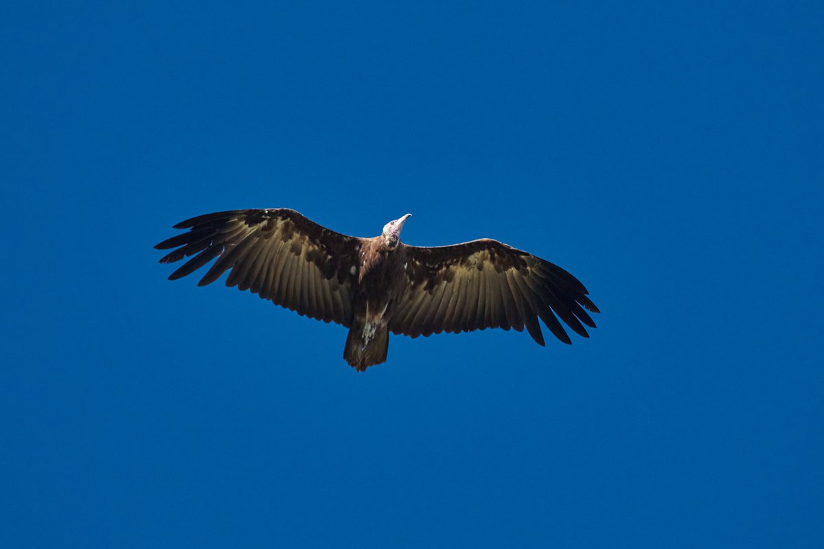 bownaankamal's tweet photo. Birds of Ethiopia
1) Chestnut naped Francolin | Bale Mountain
2) Hooded vulture | Debree libanos
3) Silvery-cheeked hornbill | Lake Awasa
#ethiopianwildlife #eastafricanbirds #birdphotos #africatravel #destinationwild #birder #birdsofethiopia https://t.co/Z74qQdMFfi