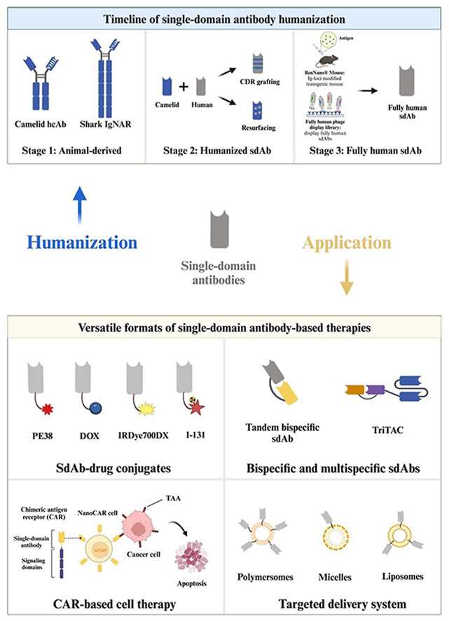 ActaPharmSinB's tweet photo. Review🎀#Single-#domain #antibodies as therapeutics for #solid #tumor treatment. This review provides a comprehensive exploration of #sdAbs, emphasizing the progress in #humanization methodologies & applications.
From Dr. Wu @FudanUniversity;
https://t.co/uJ3bDOPdXm. https://t.co/HMLedyef7E