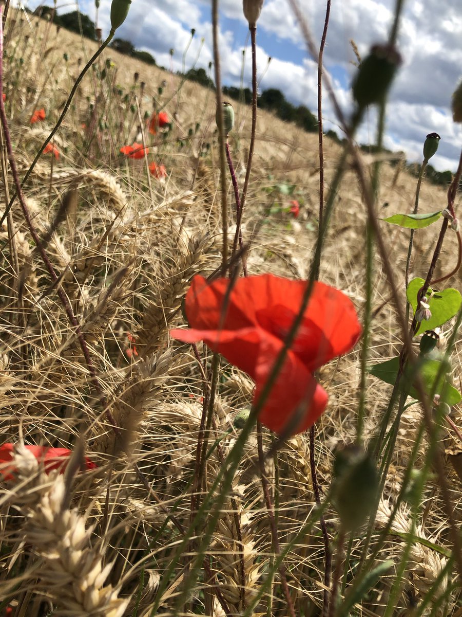 Tacitussi's tweet photo. Good Morning … only two more days and I am the winner of 10 vacation days. Will enjoy them. I’ll start the day with my gravel bike
In the evening I am going out for a wine at Frau Maher in my hood. Happy Tuesday!
#lovelydays
#workandpleasure
#cologneiscalling
#mohnblumen https://t.co/gj76mQufCv
