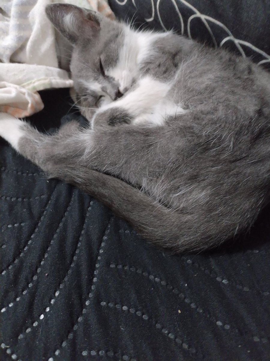 Pelowisa tweet media