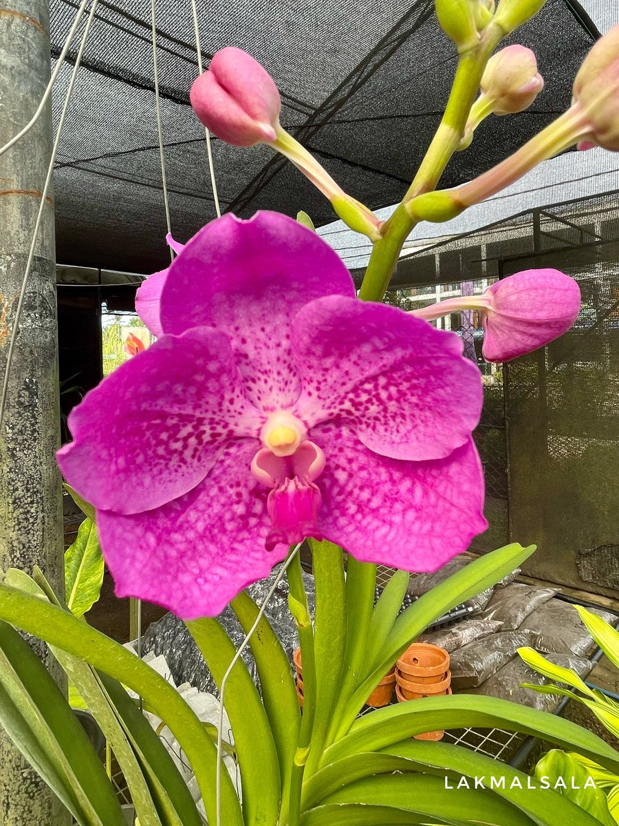 ExoticsOrchids's tweet photo. Blooms at Lakmalsala - Pasyala 
#ලක්මල්සල #lakmalsala #orchids #vanda https://t.co/9F8h7q0GRj