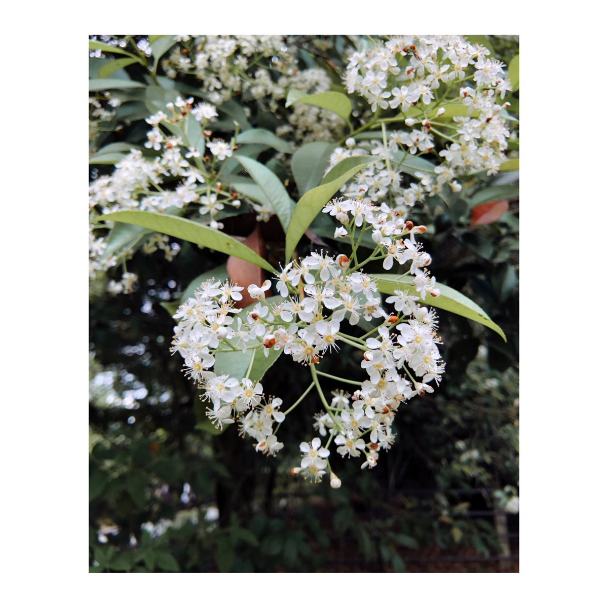 JFHGroup's tweet photo. eFilm : Kodak Elite Chrome
สนใจสั่งซื้อกล้องฟิล์ม ลิ้งในช่องคอมเม้น 👇
#fineartphotography #asmr #art #vsco #street #cafe #eFilm #kodak #Shorts #reels #fuji #streetphotography #rnifilms https://t.co/hOPFs34iHn