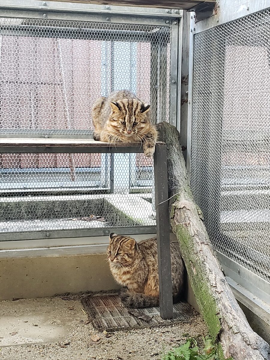 kyotoshidoubut1's tweet photo. 飼育員ブログ「ご支援ありがとうございます【住友大阪セメントさま】」更新しました。
https://t.co/kAFe9jJTJZ
#京都市動物園 #kyotocityzoo #住友大阪セメント #支援 #ツシマヤマネコ #繁殖プロジェクト #寄付 #sumitomoosakacement #support #breedingproject https://t.co/5egkvQr7Ic