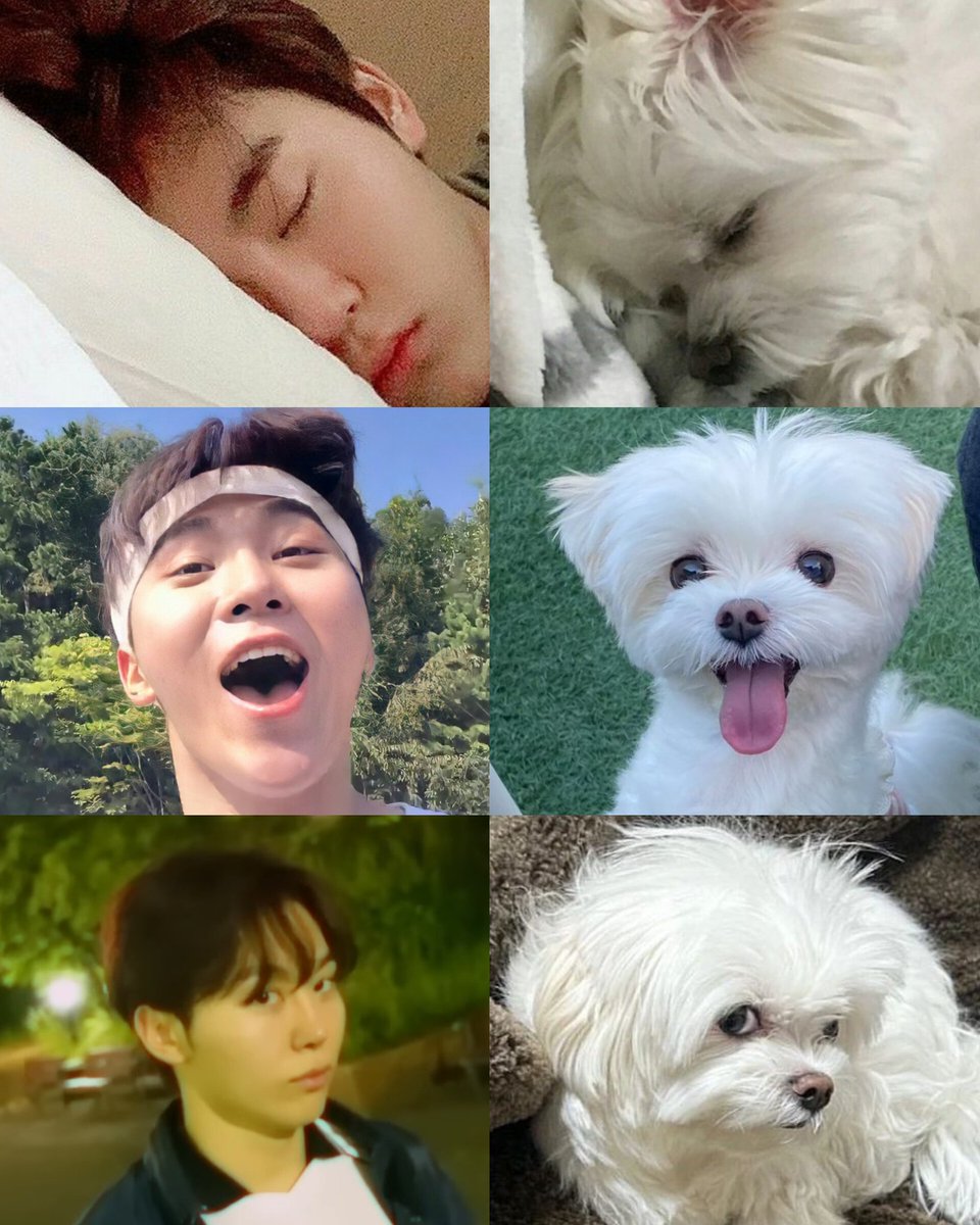 BSKFILES's tweet photo. seungkwan and bookkeu 🐶🤎 https://t.co/6W869Mc7o8