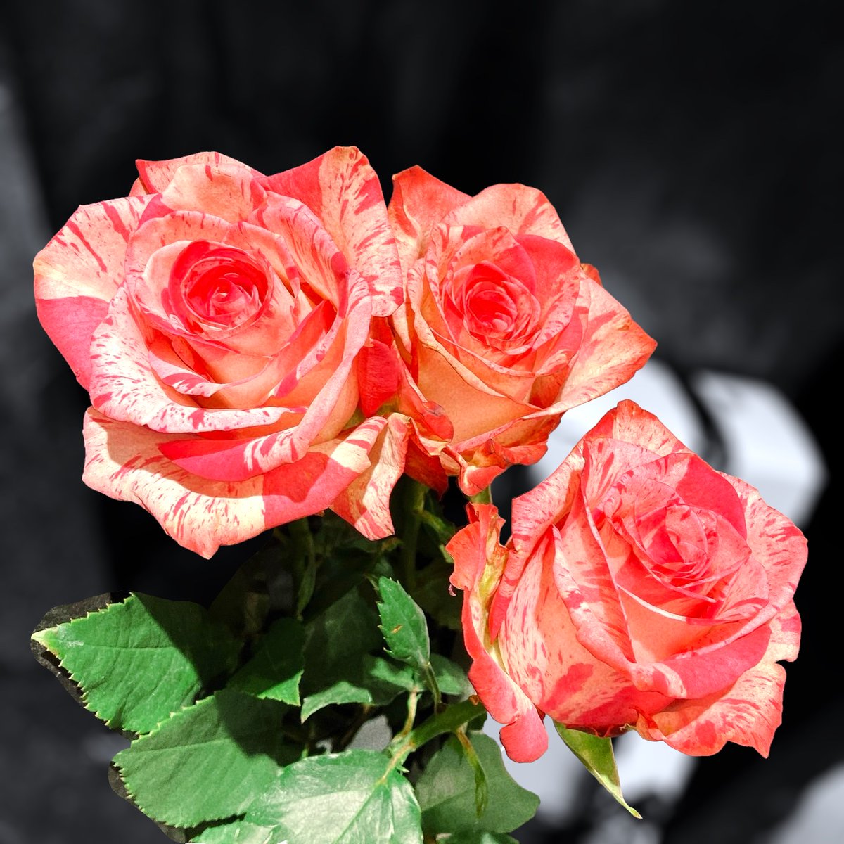 ROSE GALLERY／ ローズギャラリー on X