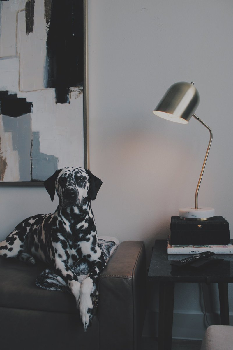 king5amm13's tweet photo. My dog wanted to pose for me today! 📸
So here are our living room refresh photo extravaganza 😘💯😍 https://t.co/IGG7eqiPJF