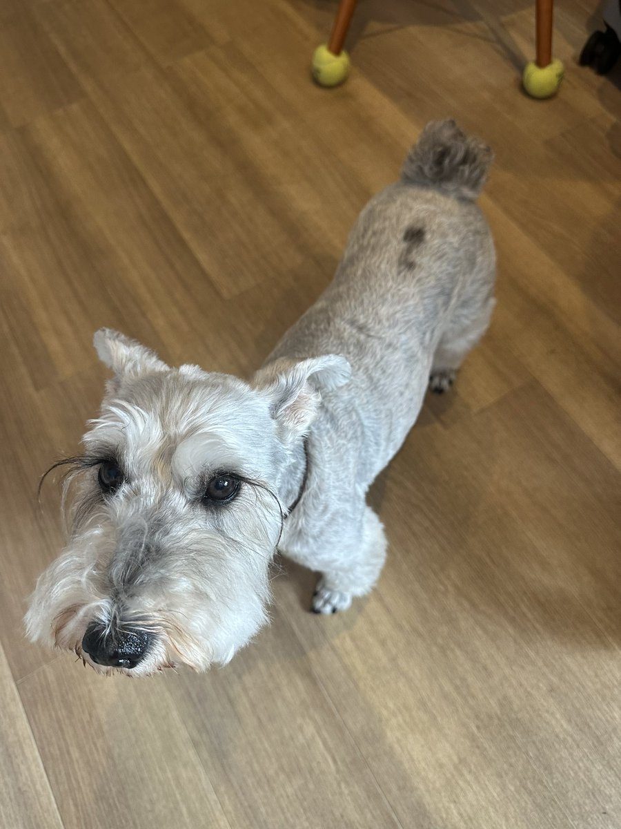 なんか毛の一部分だけ黒くなった。
思い当たるのは狂犬病の注射を今年この辺りに打った事くらい。

誰かー😫
同じ様になってる子いないですか💦

とりあえず明日、病院行くけど気になって仕方ない( > <。)

#毛の色が突然変色
#シニア犬
#なんで。。。
#心配