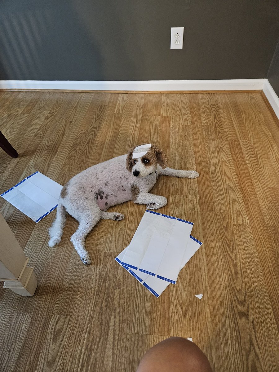MurphyKamikawa's tweet photo. My human dad, @coachk2345, thinks he's funny. And he wonders why I grab his stuff and run from him. #MurphyTruth https://t.co/doL8co0HZC