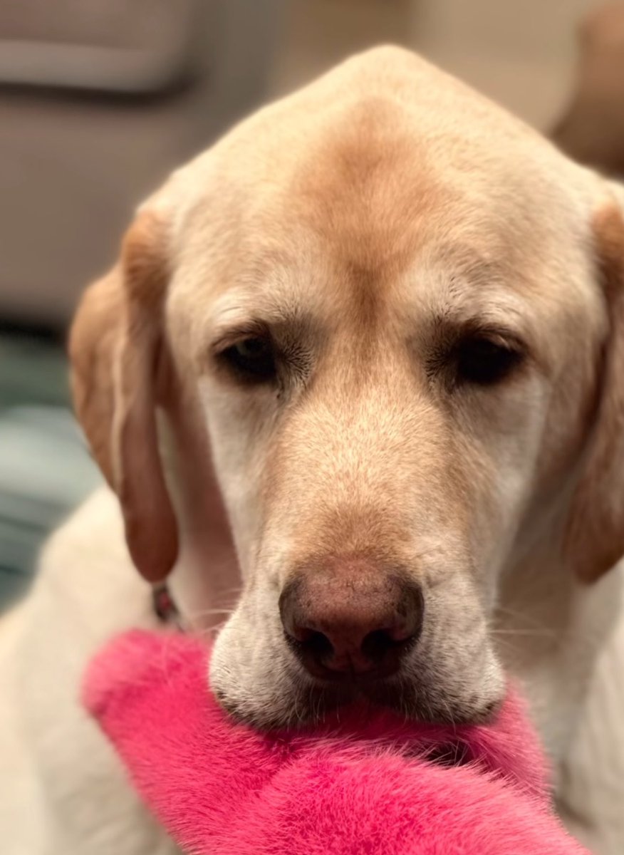 perros_shidoris's tweet photo. Con estas palabras despidió el empresario Gianluca Vacchi a su perro “Gordo”:

“En la noche entre lunes y martes, nuestro amado hijo Gordo nos dejó para convertirse en el ángel que siempre fue en su vida.

Desde cuando mi amada Sharon lo trajo a mi vida y tuve la oportunidad de convertirme en su padre, porque él fue mi primer hijo, entendí que ser padres es una oportunidad que Dios nos regala para que conozcamos a una forma de amor superior y el Gordo me enseño el sentido profundo del amor incondicional, único y verdadero.

Fuiste un hijo para mi, el primero, te amé immensamente y llenaste cada segundo de mi vida con tu amor profundo y tu mirada siempre pendiente.

Gracias por todas las noches donde escuchando una variación en mi respiración o en mi tono de voz bajabas de tu sillón a lado de mi cama y me venías a poner tu pata encima hasta cuando no me veías calmar.

Gracias amor mio por ser mi apoyo emocional,el primer interlocutor de mi alma, si, porque tú la podías escuchar como nadie. 

Fuiste un ángel, el regalo más grande, junto a mi hija, que recibí en la vida y si, los dos, vinieron de tu amada mamá.

Rorro mío, como te extrañaremos, siempre te buscaré en cada respiro.

Fuiste mucho más que un ser humano y no se puede explicar el dolor que tenemos adentro porque solo tú y tu mamá podemos entender profundamente lo que fuiste para nosotros.

Me cuesta, me duele y rechazo con toda mi fuerza la idea de imaginarme una vida sin ti y sin el ruido de tu cola que se animaba apenas abríamos los ojos en la mañana. 
No se como haré amor mío, niño mio, ángel mío… quizás cerrando los ojos y imaginándome tu pata y tu mirada cariñosa hasta cuando no se calme cada ola de dolor que me ataca y me atacará.

Aguantaste para estar a nuestro lado y cuando no lo lograste mas te despediste dejándonos en un vacío incolmabile y solo la gran reserva de amor que nos dejaste en vida nos permitirá sobrevivir a este dolor sobrehumano.

Ciao Gordo, para siempre estarás vivo en nuestro corazones y hasta que nos encontremos de nuevo, miraré tu sillón cada vez que me despertaré en la noche y lentamente las lagrimas se convertirán en una dulce sonrisa.

Te amo… papá.”.