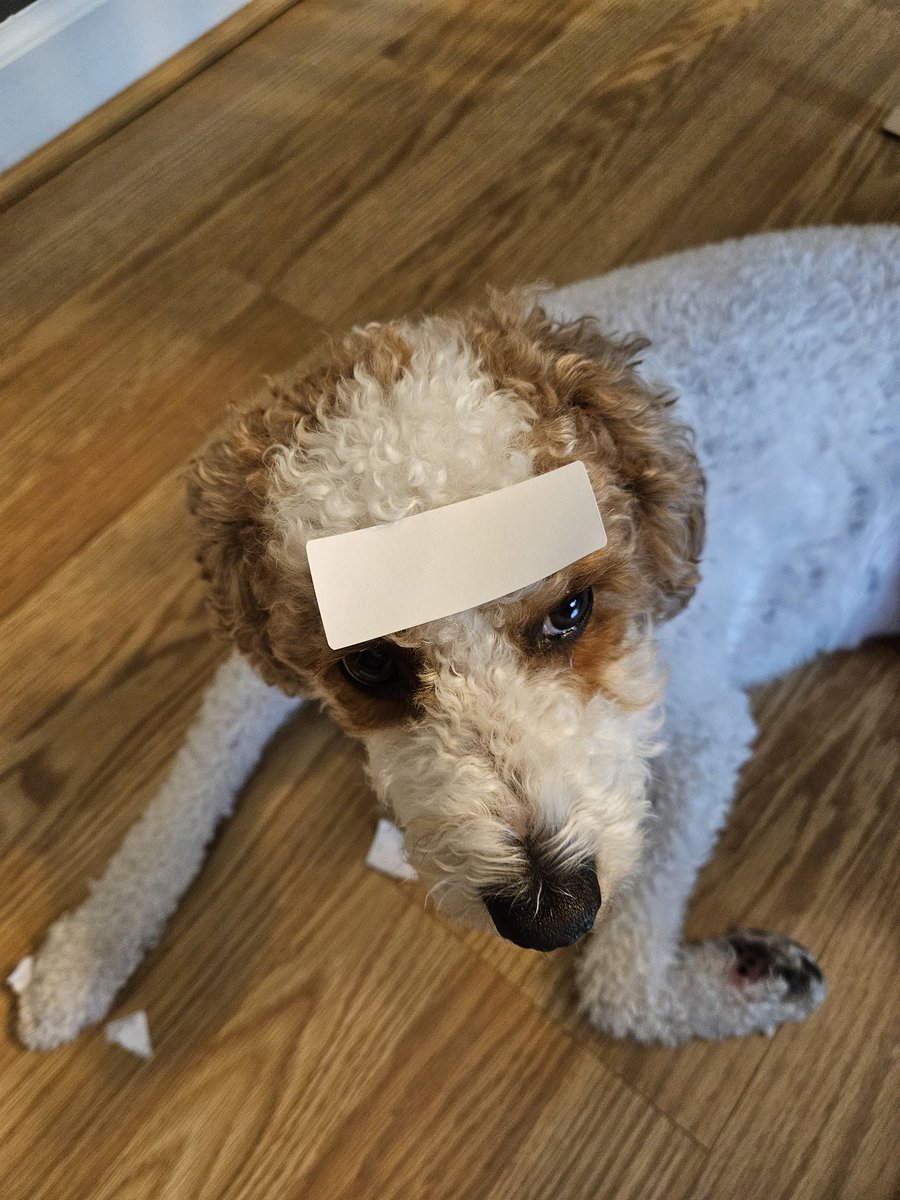 MurphyKamikawa's tweet photo. And the guy who did this, @coachk2345, thinks humans are smarter than dogs. #MurphyTruth https://t.co/sFNVSAXssE
