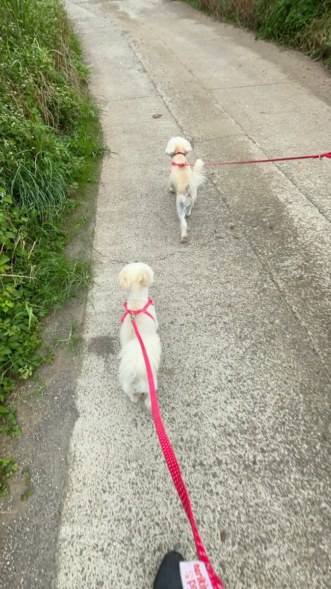 한림쉼터의 쪼꼬미 할배, 땡이와 호동이입니다. 오래오래 건강하게 사세요!