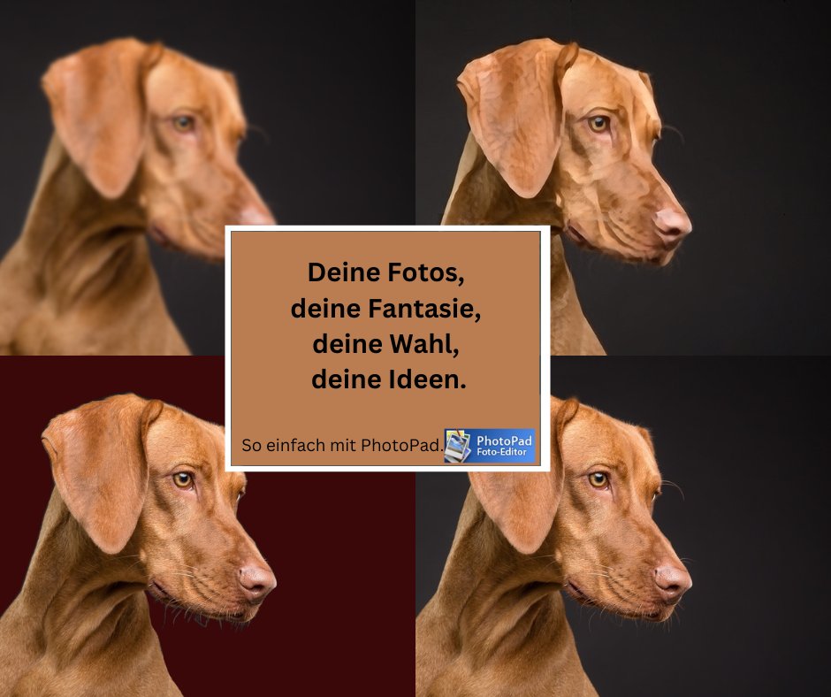 NCHSoftwareDE's tweet photo. PhotoPad jetzt mit vielen #KI unterstützten Werkzeigen- kinderleicht Hintergrund ändern, Objekte #entfernen und verschwommene Bilder #schärfen. Hier kostenlos die neue #Premium-Auflage ausprobieren:
https://t.co/NnsbwtF657 https://t.co/bIem4cPaEw