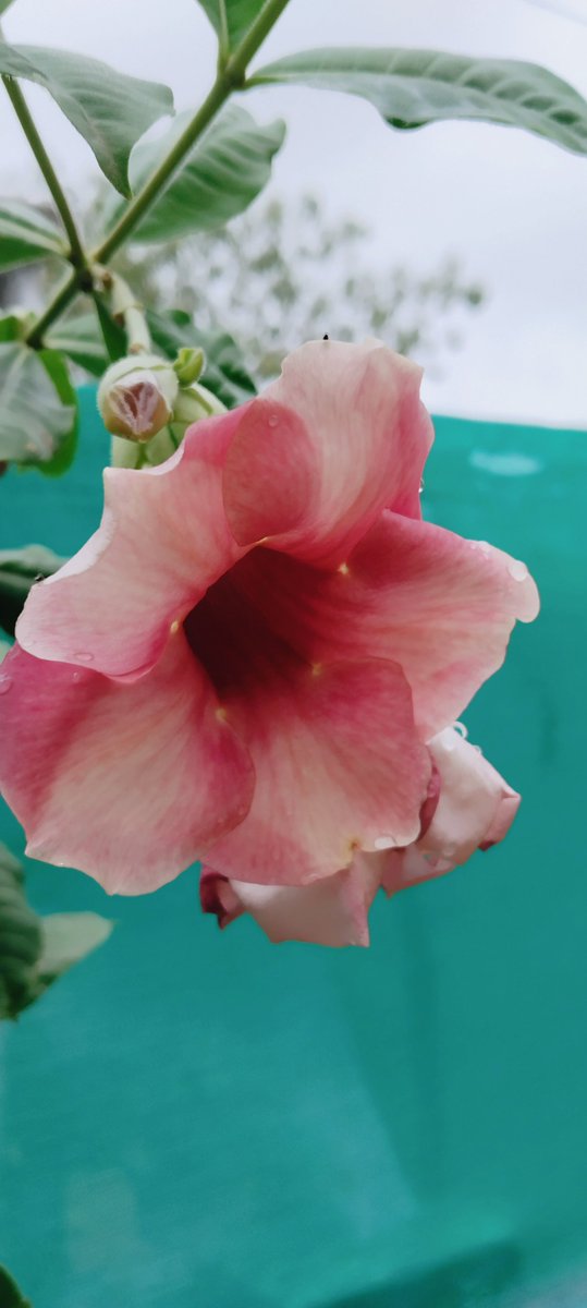 sshikha_p's tweet photo. Alamanda flower #alamanda #FLOWERGARDEN #Flowers #FlowersOfTwitter #GardensHour #India https://t.co/OUhcBYGaXI