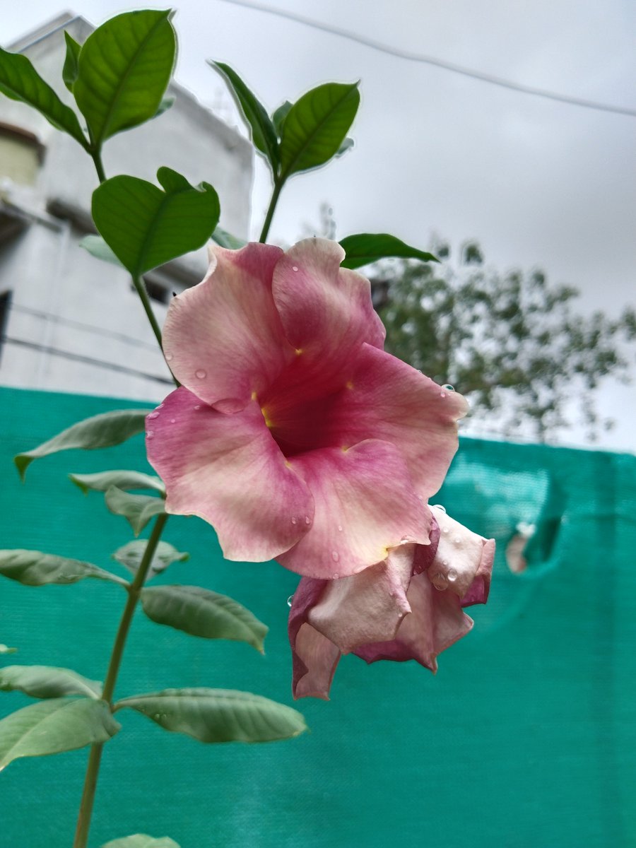 sshikha_p's tweet photo. Alamanda flower #alamanda #FLOWERGARDEN #Flowers #FlowersOfTwitter #GardensHour #India https://t.co/OUhcBYGaXI