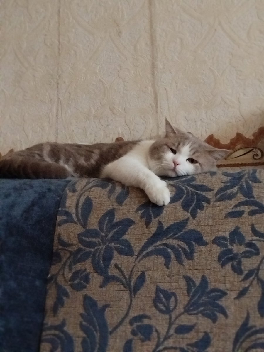 some_pidor's tweet image. Пока мы с мужем из-за жары спим на полу, кот решил, что диван теперь его