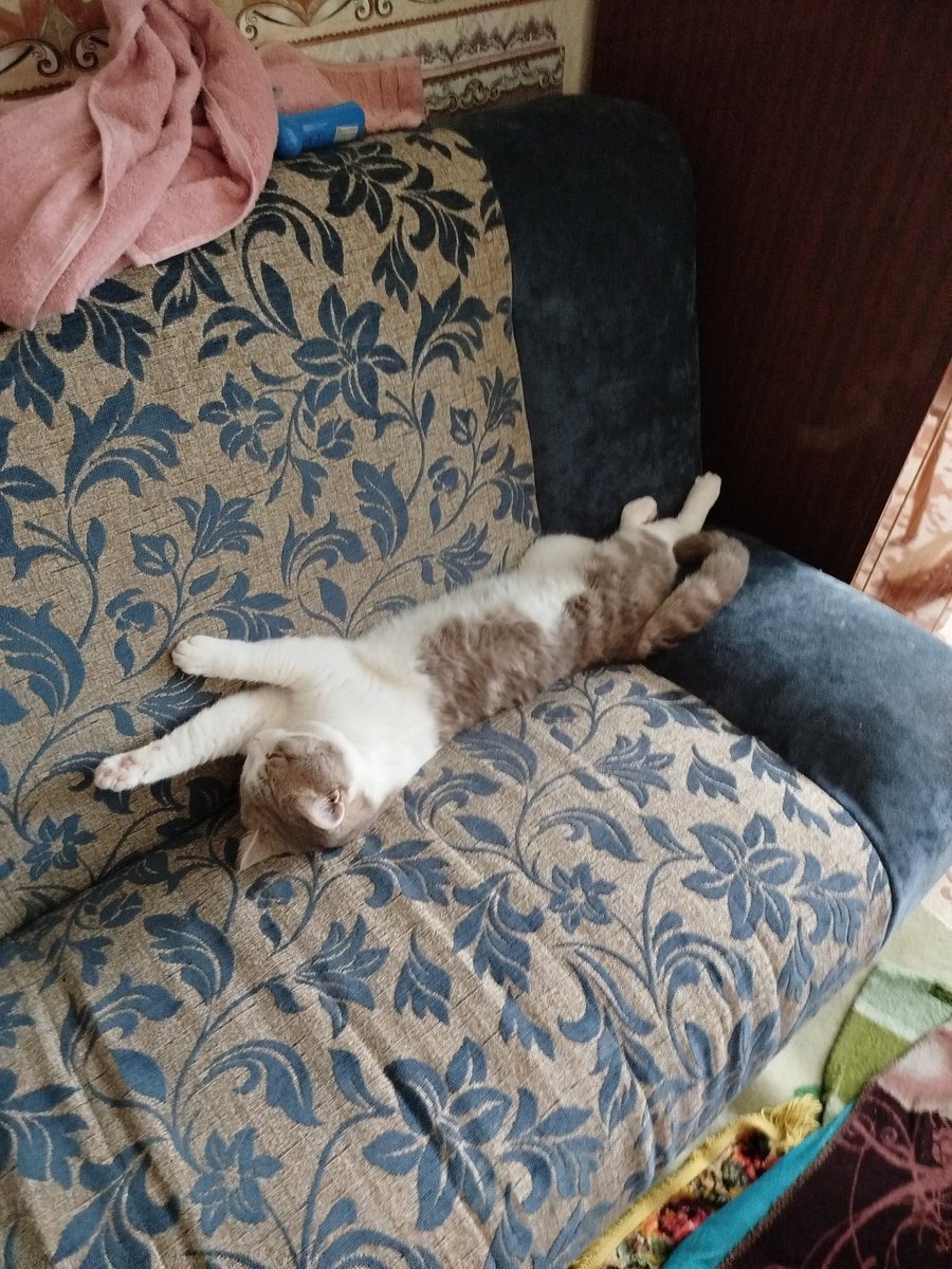 some_pidor's tweet image. Пока мы с мужем из-за жары спим на полу, кот решил, что диван теперь его