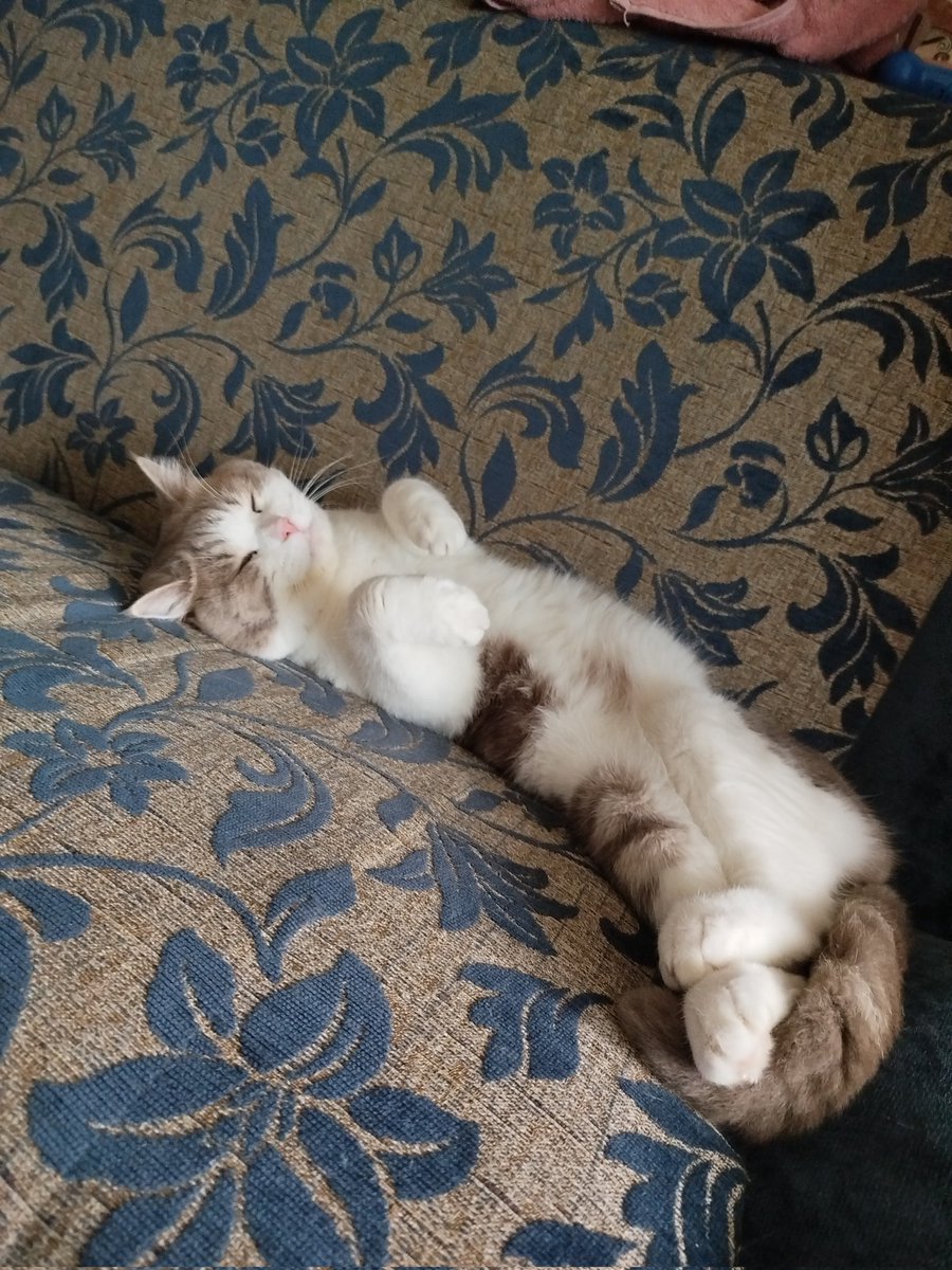 some_pidor's tweet image. Пока мы с мужем из-за жары спим на полу, кот решил, что диван теперь его