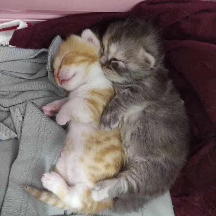 PunchingCat's tweet photo. https://t.co/53VvVx7lJL
