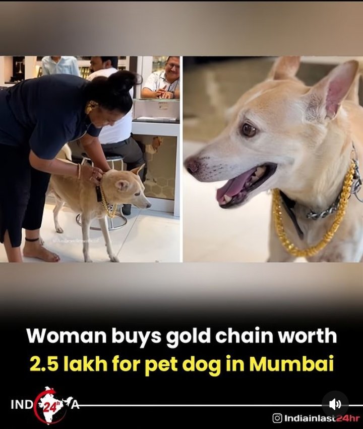 Indialast24hour's tweet photo. Woman buys gold chain worth
2.5 lakh for pet dog in Mumbai
#dog #news #Updates https://t.co/dtpwP9WF8Y
