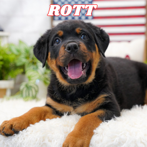Vlockhead Rott Rott (@Rott_the_dog) / Posts / X