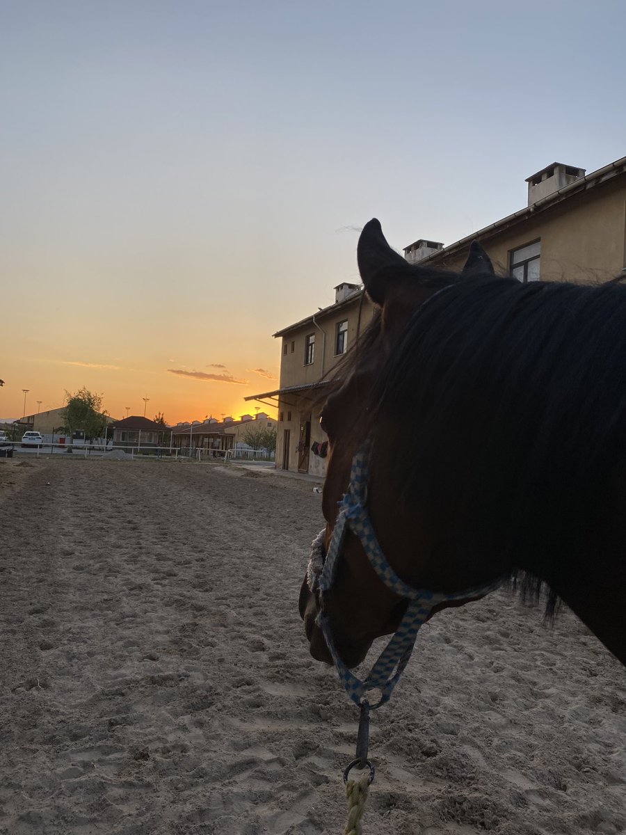 LostGetto's tweet photo. ❤️🏇 https://t.co/iEZt0Cwzhs