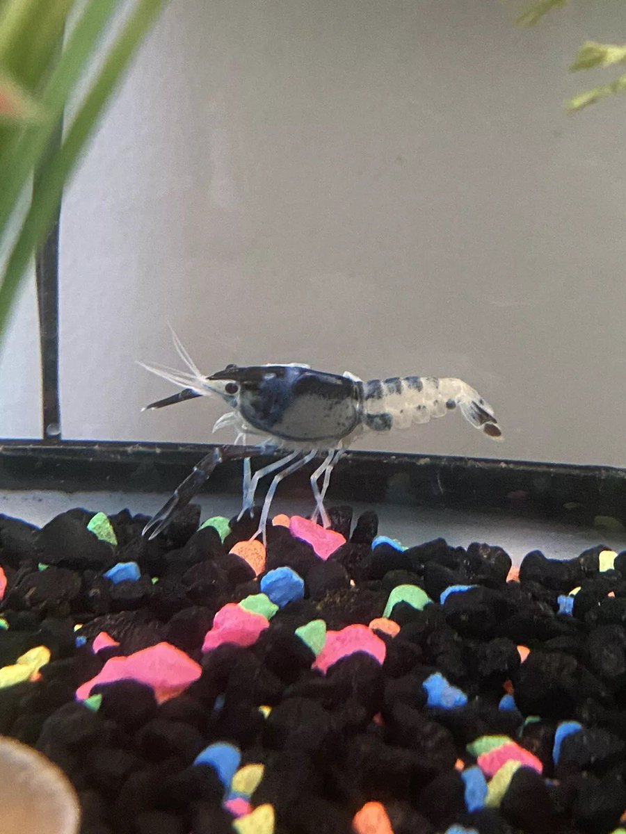 NeoProAquatics's tweet photo. Looking for beautiful and exotic Crayfish? don’t hesitate to check out these beautiful high quality crayfish! With their amazing colors, you can be certain these will look amazing in your tank/aquarium!
#ghost #crayfish #neoproaquatics #procambarusclarkii #aquarium #aquariumhobby https://t.co/7k6Sti6dnD