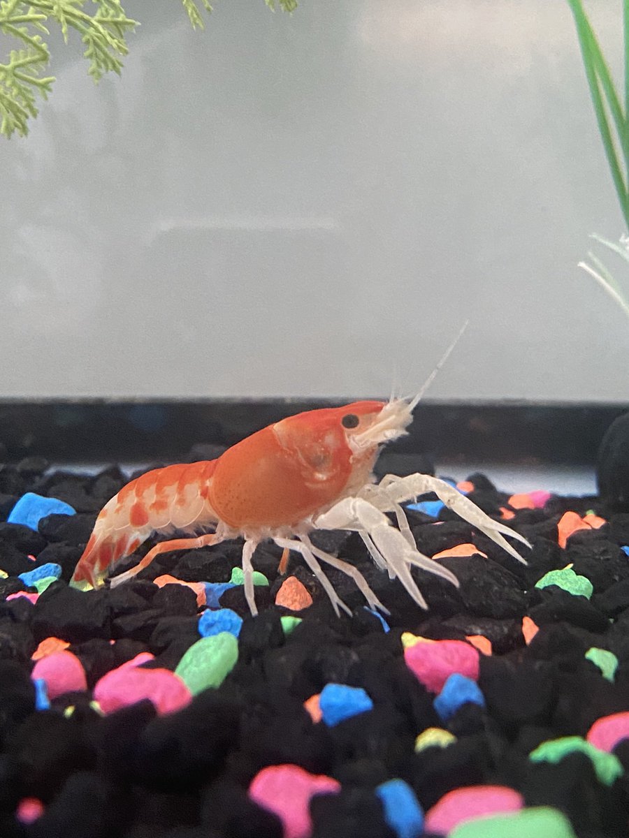 NeoProAquatics's tweet photo. Looking for beautiful and exotic Crayfish? don’t hesitate to check out these beautiful high quality crayfish! With their amazing colors, you can be certain these will look amazing in your tank/aquarium!
#ghost #crayfish #neoproaquatics #procambarusclarkii #aquarium #aquariumhobby https://t.co/7k6Sti6dnD