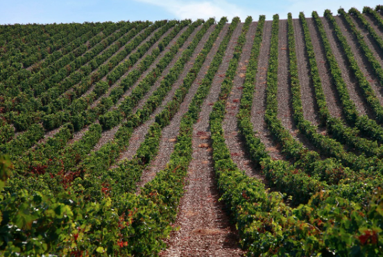 Así de bonitas están nuestras viñas en esta época. 🍇🌿 
 ¡La naturaleza nos regala paisajes espectaculares en la Rioja Alavesa!

👉🏻 oruberioja.com

#Orube #OrubeWines #Viñas #RiojaAlavesa #Vino #BodegaOrube #PaisajesDeViñedo