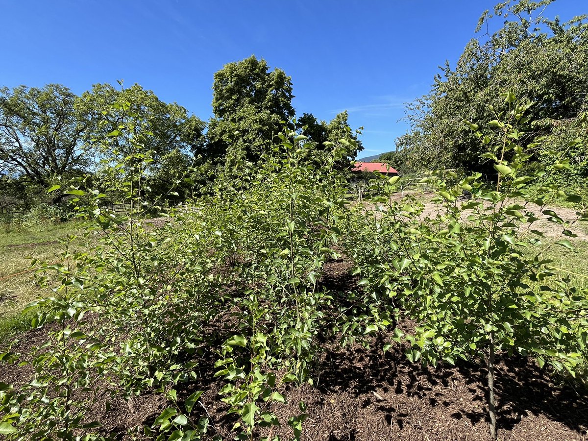 PierreMariotte's tweet photo. Our fodder tree #hedgerows are growing well in the #AgroForageTreeProject 🌳@JBotzas @GrossiordCha @agroscope @epflENAC @snsf_ch https://t.co/5YKbnJewGv