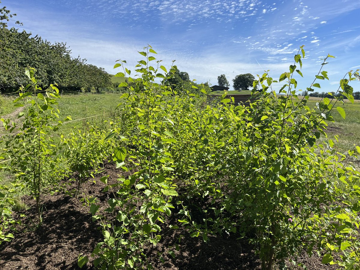 PierreMariotte's tweet photo. Our fodder tree #hedgerows are growing well in the #AgroForageTreeProject 🌳@JBotzas @GrossiordCha @agroscope @epflENAC @snsf_ch https://t.co/5YKbnJewGv