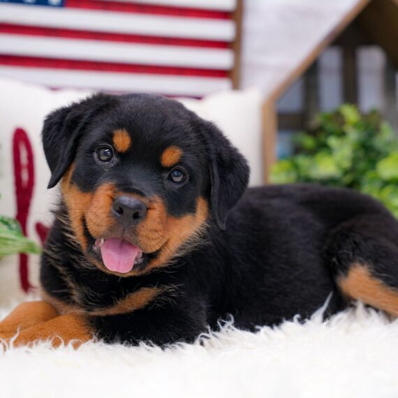 Rott (@Rott_the_dog) / Posts / X