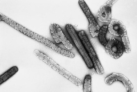 I did wonder if using a picture of a bacteriophage would upset some virus deniers &amp; (rolls eyes) yes it did…
A virus which infects bacteria is a virus—I also love their utterly funky appearance! 
Here’s a picture of a difference virus, one which affects mammals, can you name it?