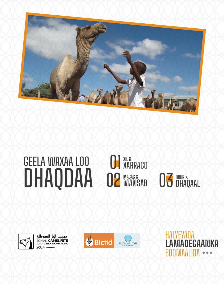 XuskaGeela's tweet photo. Geela Soomaalidu waxa ay u dhaqataa 3 ujeeddo [1]. Xil &amp; Xarrago [2]. Magac &amp; Mansab [3]. Dhur &amp; Dhaqan. 

#XuskaGeelaSoomaalida 
#مهرجان_الإبل_الصومالي
#SomaliCamelFete https://t.co/IYDUHPbA18