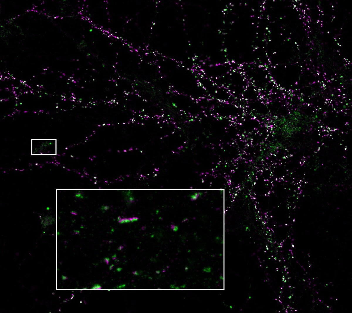 Abberior's tweet photo. We are excited to announce our expanded partnership with @SynapticSystems. They now offer primary ABs with #abberior STAR dyes—labels optimized for STED microscopy, providing precise neuronal protein detection with strong signals and low background fluorescence.
Read more > https://t.co/a3Y4uzS0LB