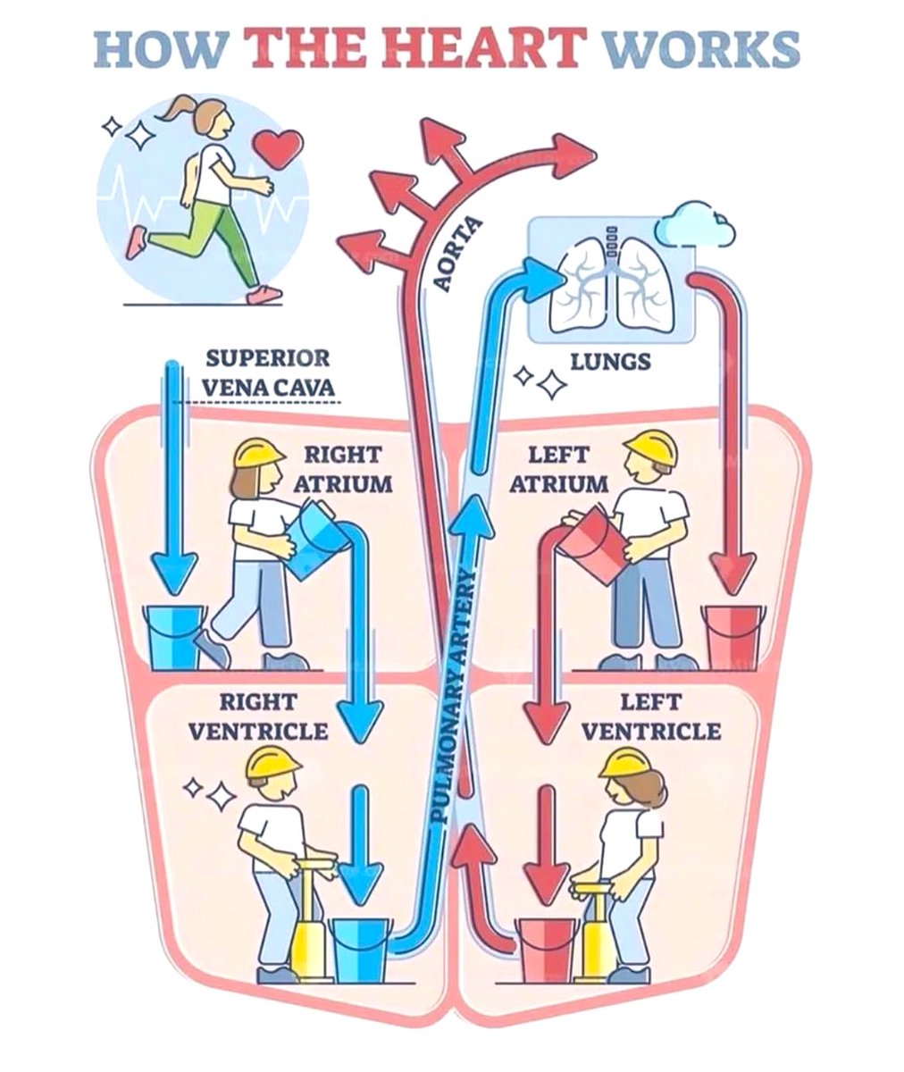 Doctors__squad's tweet photo. HOW THE HEART WORKS https://t.co/FtF9PKVKQZ