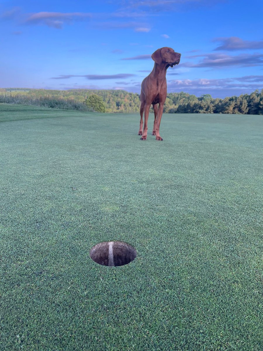 Turfgrass® tweet media