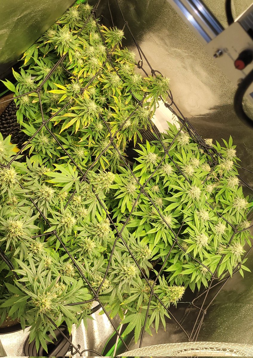 Meine drei Damen an Tag 42 der Blüte
💚
Alle drei erhalten das gleiche, bei der Super Silver Haze sieht man aber leider paar gelbe Probleme. 
Die Super Lemon Haze ist im Gegensatz sehr glücklich.
Straberry nur an den spitzen was gelb.
Denke für den ersten grow nicht so schlecht