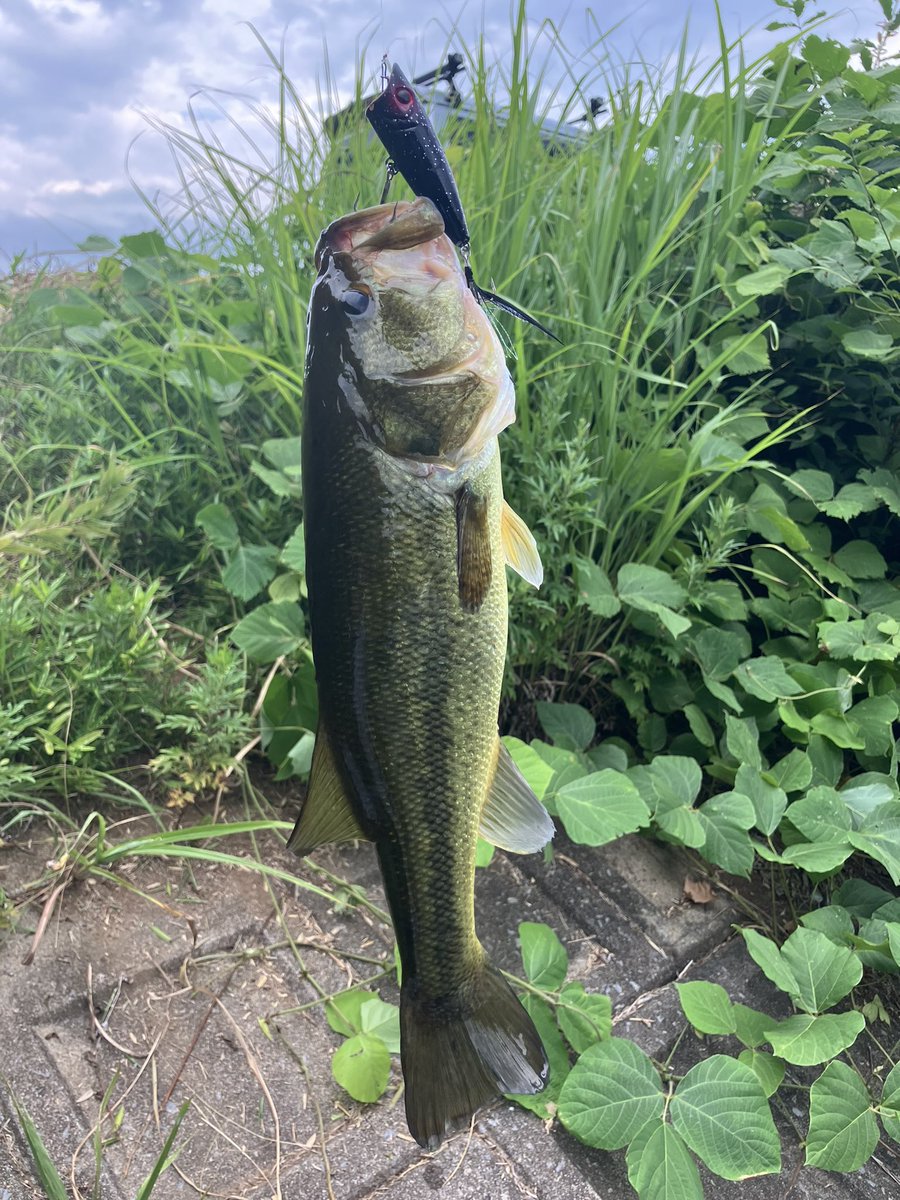 mtx250's tweet photo. 今年初の野池に🎣
ミドスト、ラウダー70、沈み蟲
釣り方が違えど場所に合ったルアー選択すれば釣れるからバス釣りは面白い🤩 https://t.co/un95Szbh1B