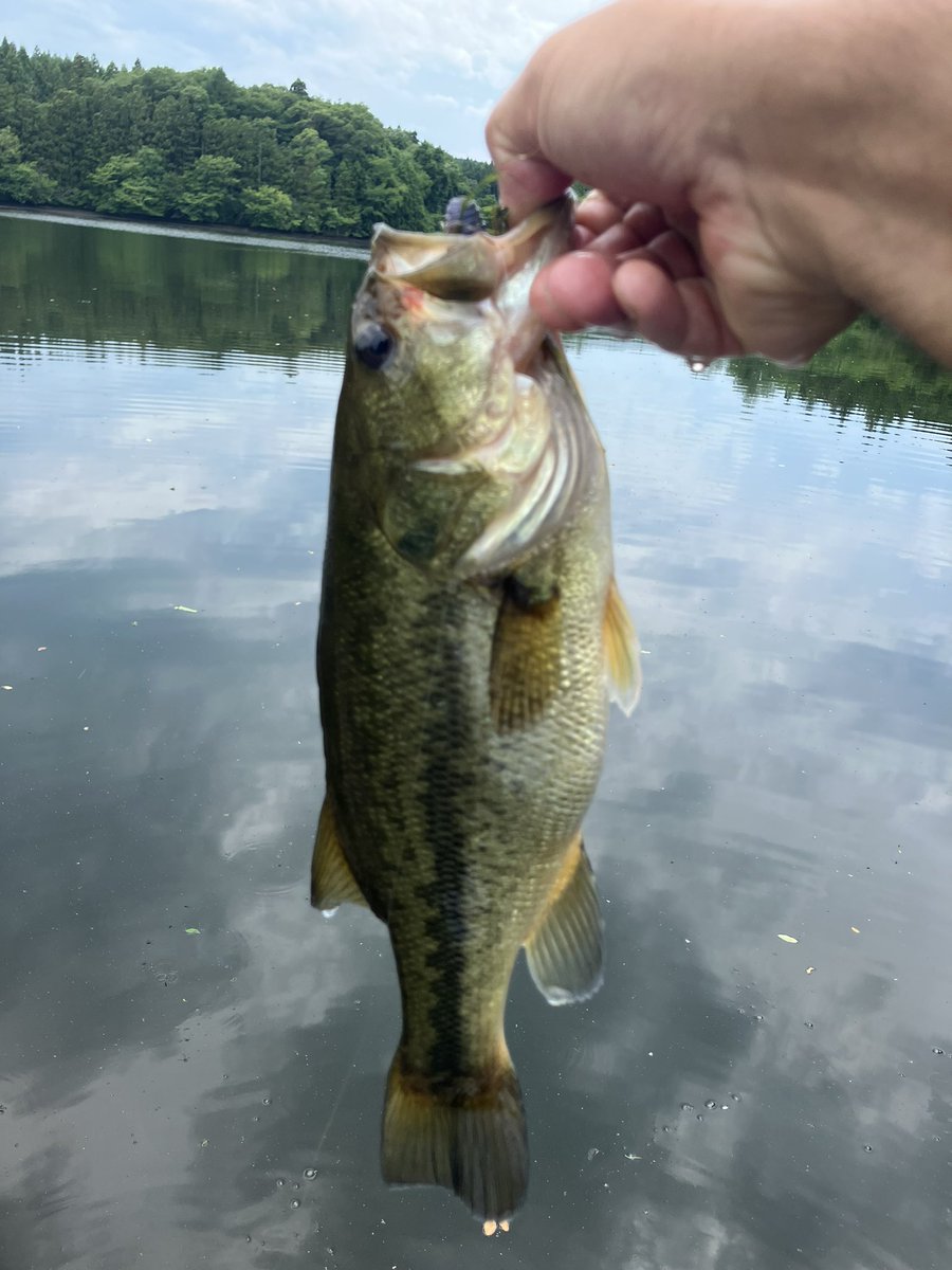 mtx250's tweet photo. 今年初の野池に🎣
ミドスト、ラウダー70、沈み蟲
釣り方が違えど場所に合ったルアー選択すれば釣れるからバス釣りは面白い🤩 https://t.co/un95Szbh1B