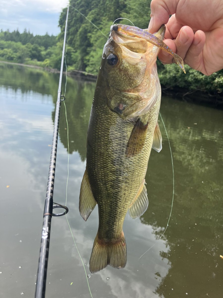 mtx250's tweet photo. 今年初の野池に🎣
ミドスト、ラウダー70、沈み蟲
釣り方が違えど場所に合ったルアー選択すれば釣れるからバス釣りは面白い🤩 https://t.co/un95Szbh1B