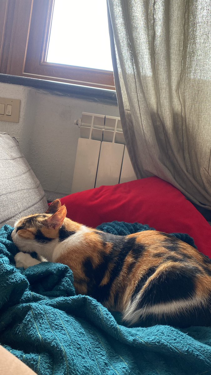 Namelessalsx's tweet photo. I miei bimbi🧡🤍 https://t.co/HNNwfeQSIU