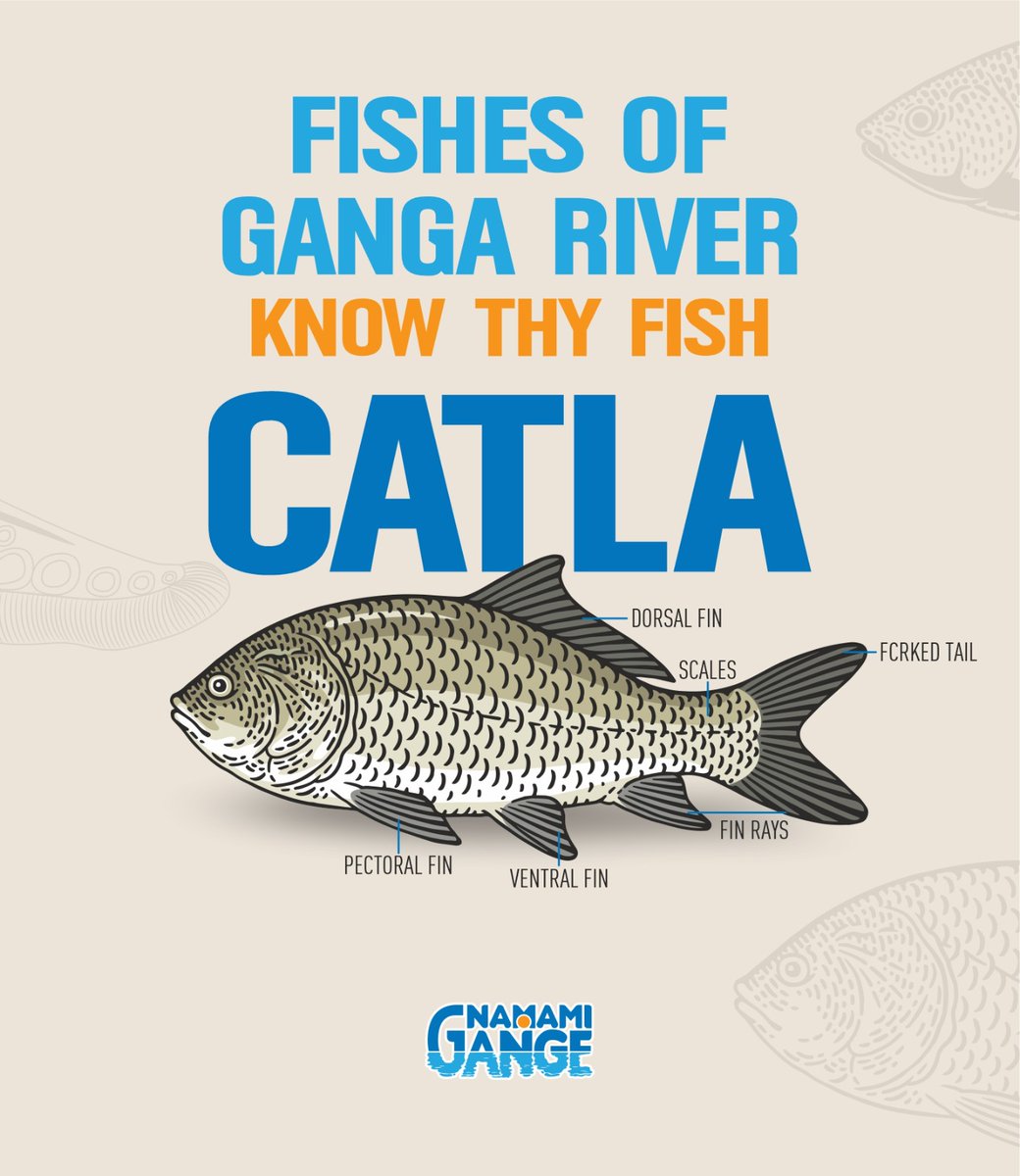 cleanganganmcg's tweet photo. Did you know that catla is the most difficult to breed as it requires precise environmental conditions for spawning? Namami Ganga is consistently improving fish diversity and has successfully ranched 64.15 lakh IMC fishes.
#Aquaculture #Catla #FishBreeding #NamamiGanga #IMCFishes #Biodiversity #EnvironmentalConservation