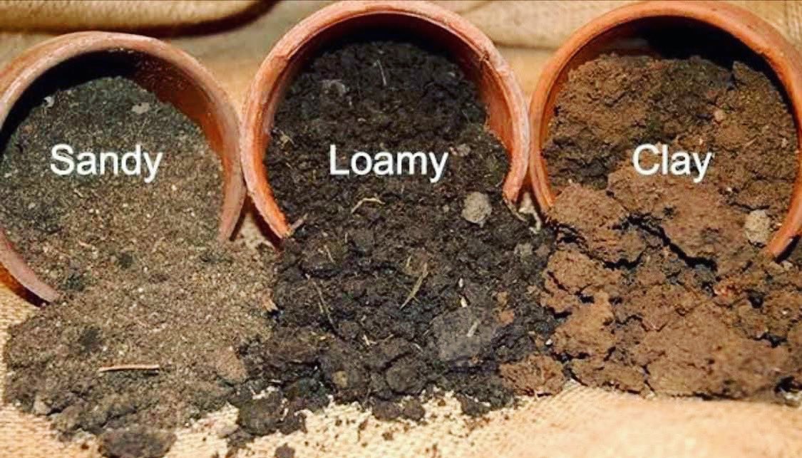Agric_young's tweet photo. Make sure that your crops match the soil type in your farm or https://t.co/oZMLSjy5Fp matching your crop choice to your soil type, you are essentially customizing the environment to suit the needs of your plants…
#Agriculture #farming #soil #soiltypes #soilscience #agribusiness https://t.co/vFakFqe4gk
