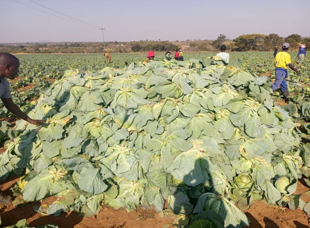 We're harvesting in our shamva territory where we grew 150 000 cabbages . Thumbs up to our agronomist managing projects all around Zim