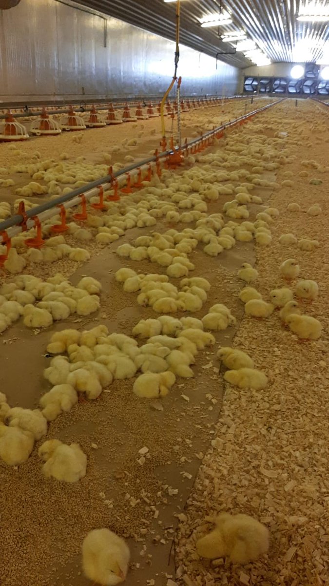 RADVAN🐓🥚🐥 tweet media