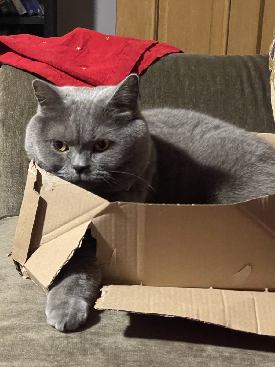 I put my left paw in …🎶 #Duke 💜