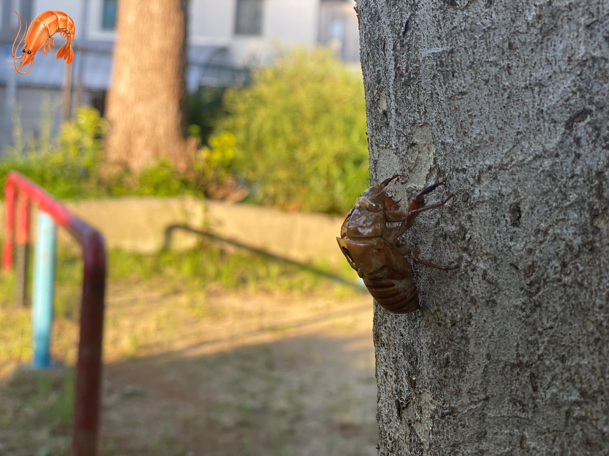 seu_8222's tweet photo. 夏ですね🌞🌴🌺✨ https://t.co/8mynY9ng6K