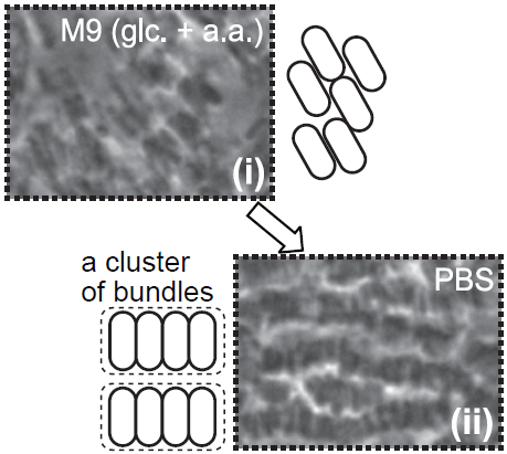 TakeuchiLabEN's tweet photo. 2 new preprints! The 1st one
https://t.co/JKwlitNJMh
is about the finding that starving bacteria form bundles akin to smectic liquid crystal. We quantified the smectic order by ML-based image analysis and discussed the relevance of extracellular substances &amp; growth arrest. https://t.co/8TdMBFbItQ